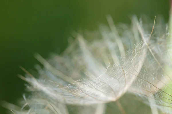 Plant Gives Seeds Form Fluffy Plant Close — Stock Photo, Image