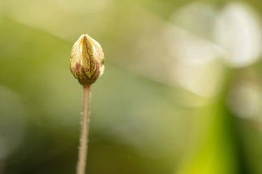 Genç bir çekim bir bitki. Sabah ahşap değil tam gelişmiş bir çiçek