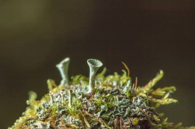 Yaşlı bir ağaç üzerinde bir mantar şeklinde kalıp