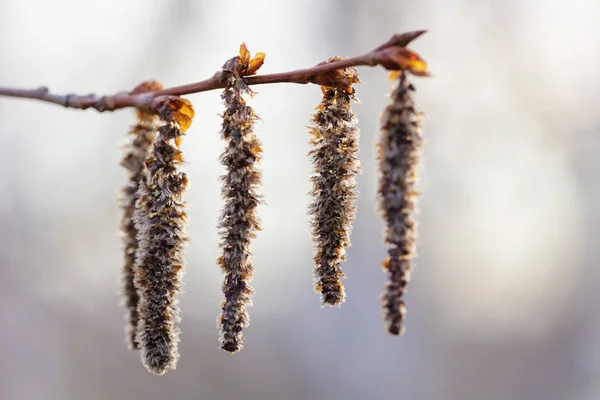 Frühling Und Geschwollene Knospen Einem Frühlingsbaum — Stockfoto