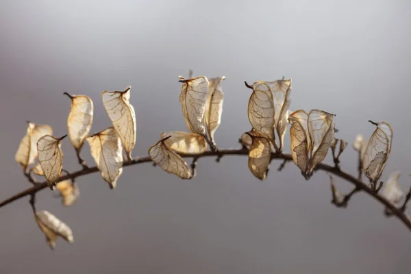 自然と乾いた花の秋の静物 — ストック写真