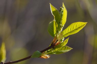 Genç ve çiçek açan yeşiller. Güzel filizler ve ağaçta çiçek açan yapraklar. Bahar güzeli.