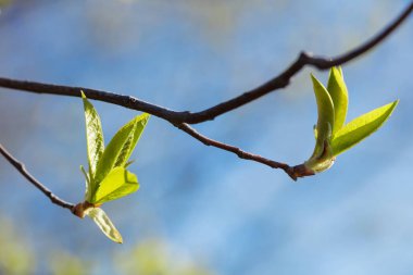 Genç ve çiçek açan yeşiller. Güzel filizler ve ağaçta çiçek açan yapraklar. Bahar güzeli.