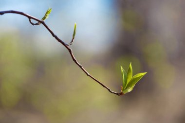 Genç ve çiçek açan yeşiller. Güzel filizler ve ağaçta çiçek açan yapraklar. Bahar güzeli.