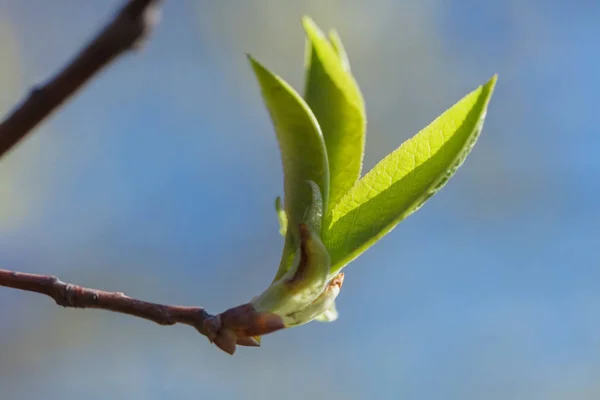 Junges Und Blühendes Grün Schöne Junge Triebe Und Blühende Blätter — Stockfoto