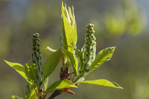 Verduras Jovens Florescentes Belos Brotos Jovens Folhas Florescentes Árvore Primavera — Fotografia de Stock