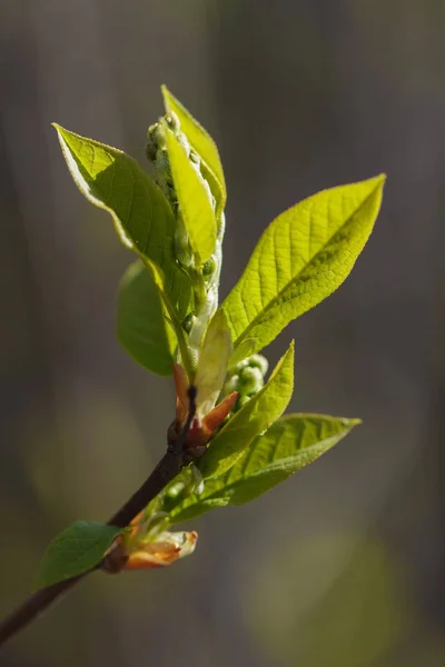 Młode Kwitnące Warzywa Piękne Młode Pędy Kwitnące Liście Drzewie Wiosenna — Zdjęcie stockowe