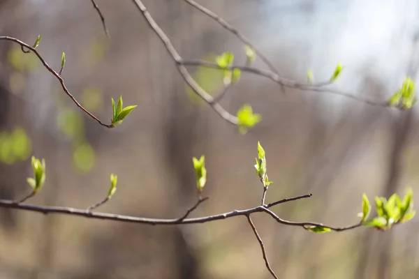 若く咲く緑 木の上に美しい若い芽と開花葉 春の美 — ストック写真