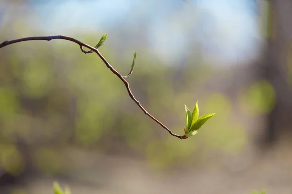 Jong Bloeiend Groen Prachtige Jonge Scheuten Bloeiende Bladeren Aan Boom — Stockfoto