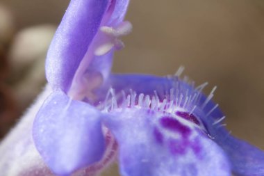 Çok güzel bahar çiçeği yakın çekim. Stamens, pistils ve harika bahar çiçekleri çiçeklenme