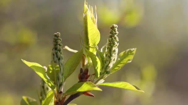 Verts jeunes et florissants. De belles jeunes pousses et des feuilles florissantes sur l'arbre. Le printemps est magnifique. Très belle vidéo et beau fond — Video