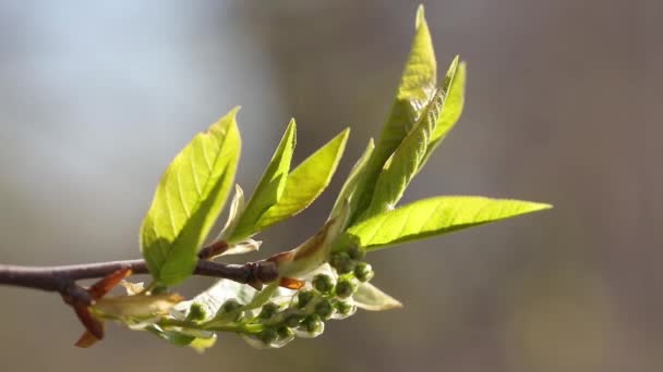 Verts jeunes et florissants. De belles jeunes pousses et des feuilles florissantes sur l'arbre. Le printemps est magnifique. Très belle vidéo et beau fond — Video