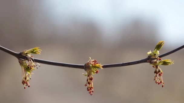 Jong en bloeiend groen. Prachtige jonge scheuten en bloeiende bladeren aan de boom. De lente is prachtig. Zeer mooie video en mooie achtergrond — Stockvideo