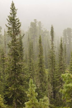 Sibirya doğasının güzel manzarası. Çok güzel ve muhteşem orman