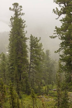 Sibirya doğasının güzel manzarası. Çok güzel ve muhteşem orman