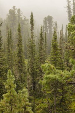 Sibirya doğasının güzel manzarası. Çok güzel ve muhteşem orman