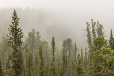 Sibirya doğasının güzel manzarası. Çok güzel ve muhteşem orman
