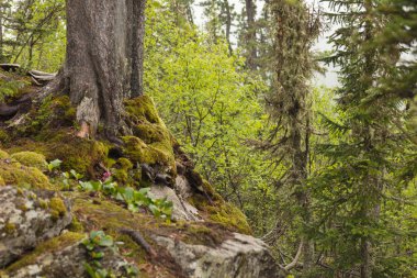 Sibirya doğasının güzel manzarası. Çok güzel ve muhteşem orman