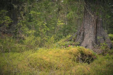 Sibirya doğasının güzel manzarası. Çok güzel ve muhteşem orman