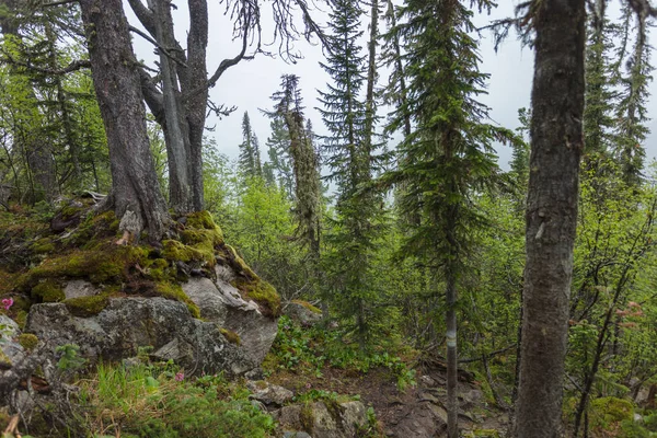 Bela Vista Natureza Siberiana Floresta Muito Bonita Fabulosa — Fotografia de Stock
