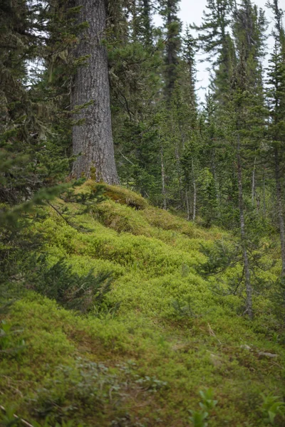Piękny Widok Syberyjskiej Przyrody Bardzo Piękny Wspaniały Las — Zdjęcie stockowe