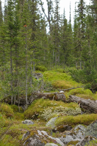 西伯利亚自然的美丽景色 非常美丽和神话般的森林 — 图库照片