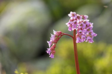 Güzel dağ çiçekleri. Bereketli dağ bitkileri kapanıyor ve inanılmaz güzel çiçekler.