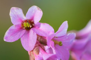 Güzel dağ çiçekleri. Bereketli dağ bitkileri kapanıyor ve inanılmaz güzel çiçekler.