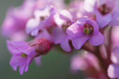 Güzel dağ çiçekleri. Bereketli dağ bitkileri kapanıyor ve inanılmaz güzel çiçekler.