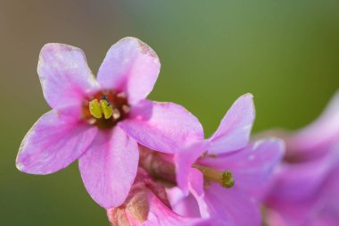 Güzel dağ çiçekleri. Bereketli dağ bitkileri kapanıyor ve inanılmaz güzel çiçekler.