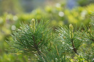 Güzel dağ çiçekleri. Bereketli dağ bitkileri kapanıyor ve inanılmaz güzel çiçekler.