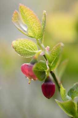 Güzel dağ çiçekleri. Bereketli dağ bitkileri kapanıyor ve inanılmaz güzel çiçekler.
