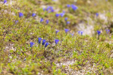 Güzel dağ çiçekleri. Bereketli dağ bitkileri kapanıyor ve inanılmaz güzel çiçekler.