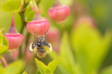 Güzel dağ çiçekleri. Bereketli dağ bitkileri kapanıyor ve inanılmaz güzel çiçekler.