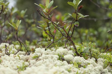 Güzel dağ çiçekleri. Bereketli dağ bitkileri kapanıyor ve inanılmaz güzel çiçekler.