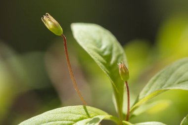 Güzel dağ çiçekleri. Bereketli dağ bitkileri kapanıyor ve inanılmaz güzel çiçekler.