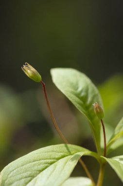 Güzel dağ çiçekleri. Bereketli dağ bitkileri kapanıyor ve inanılmaz güzel çiçekler.