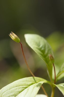 Güzel dağ çiçekleri. Bereketli dağ bitkileri kapanıyor ve inanılmaz güzel çiçekler.