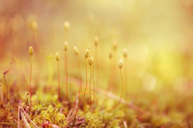 Güzel dağ çiçekleri. Bereketli dağ bitkileri kapanıyor ve inanılmaz güzel çiçekler.
