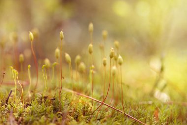 Güzel dağ çiçekleri. Bereketli dağ bitkileri kapanıyor ve inanılmaz güzel çiçekler.