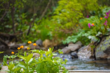 Güzel dağ çiçekleri. Bereketli dağ bitkileri kapanıyor ve inanılmaz güzel çiçekler.