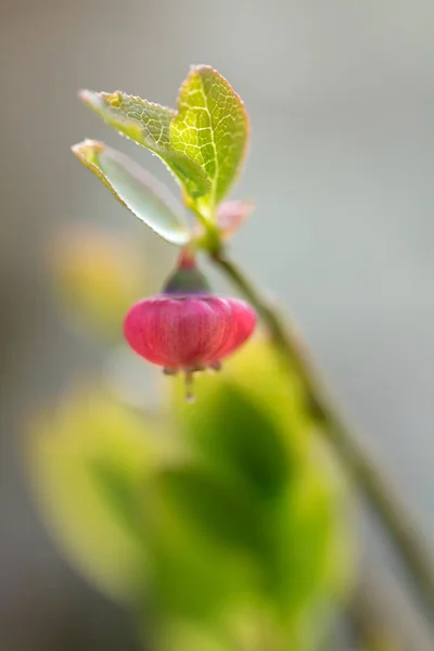 Prachtige Bergbloemen Weelderige Bergvegetatie Close Prachtig Mooie Bloemen — Stockfoto