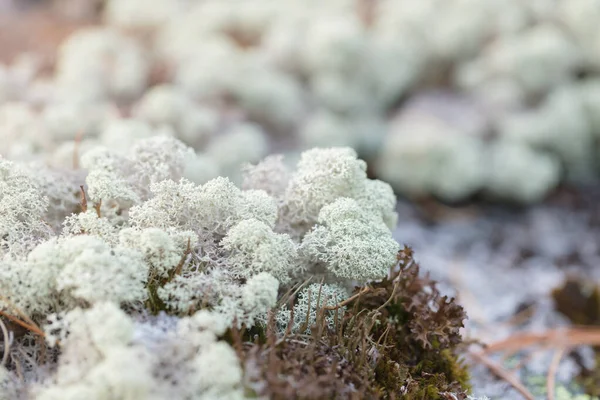 Güzel dağ çiçekleri. Bereketli dağ bitkileri kapanıyor ve inanılmaz güzel çiçekler.