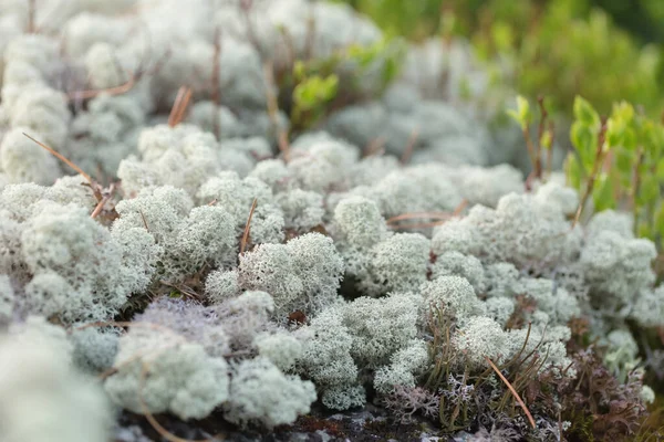 Güzel dağ çiçekleri. Bereketli dağ bitkileri kapanıyor ve inanılmaz güzel çiçekler.