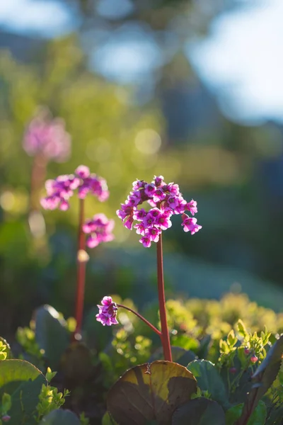Güzel dağ çiçekleri. Bereketli dağ bitkileri kapanıyor ve inanılmaz güzel çiçekler.