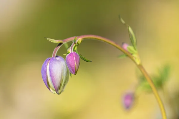 Hermosas Flores Montaña Exuberante Vegetación Montaña Cerca Flores Fabulosamente Hermosas — Foto de Stock