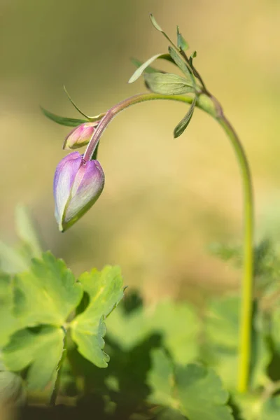 Güzel dağ çiçekleri. Bereketli dağ bitkileri kapanıyor ve inanılmaz güzel çiçekler.