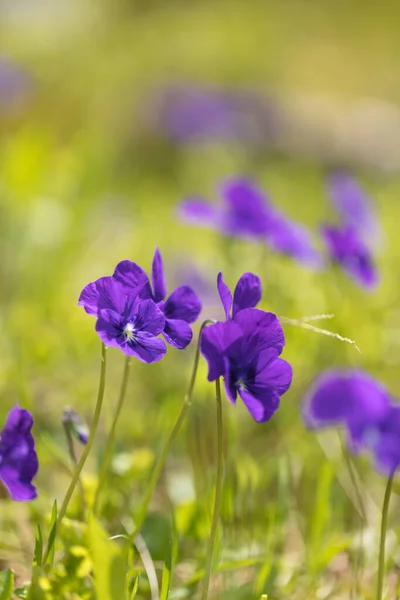 Belles Fleurs Montagne Végétation Montagne Luxuriante Près Fleurs Fabuleusement Belles — Photo