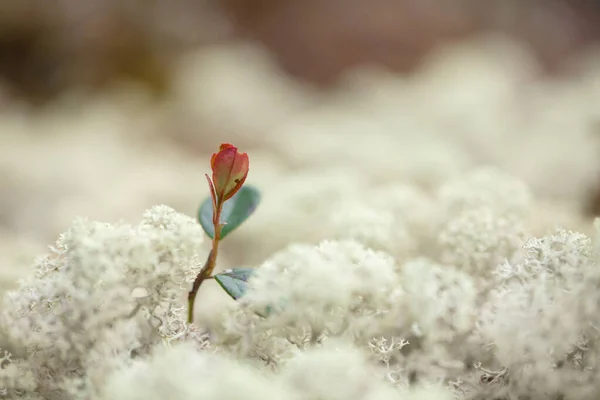 Prachtige Bergbloemen Weelderige Bergvegetatie Close Prachtig Mooie Bloemen — Stockfoto