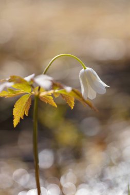 Vadinin güzel çiçeği Lily ve güneşli bir bahar günü